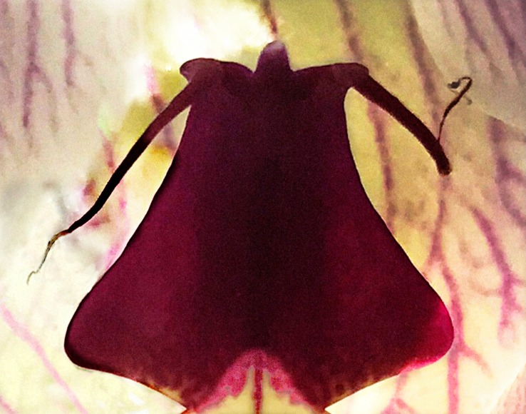 Joel Grey, Orchid (Magenta), circa 2018