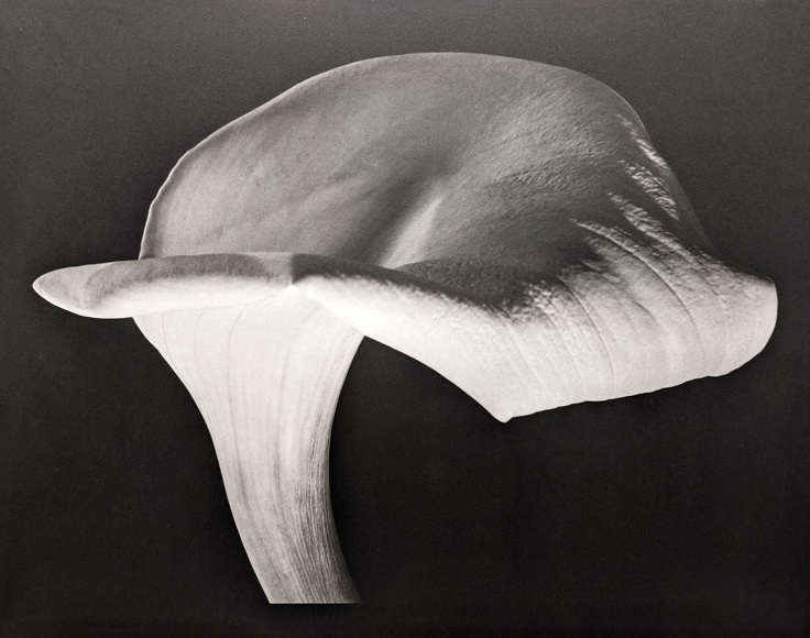 Horst, Single Calla Lily, 1944