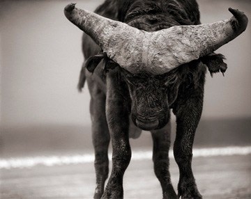 Nick Brandt, Buffalo with Lowered Head, Amboseli, 2007