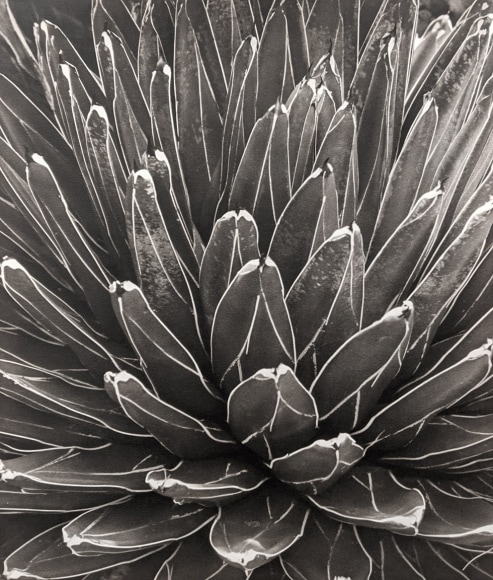 Horst, Victoria Regina Agave, 1945