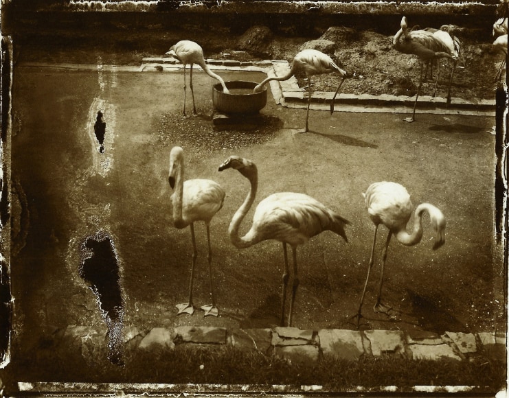 Sarah Moon, Les Loiseaux d’Anvers, 1990