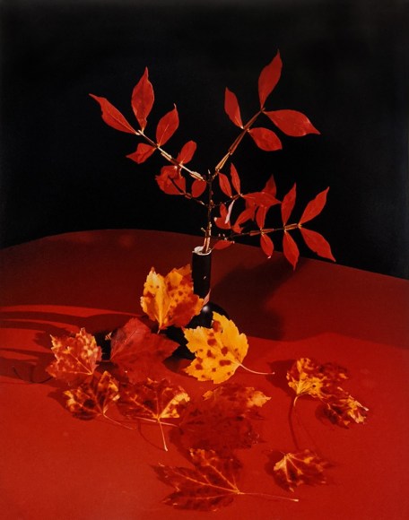 Horst, Leaves