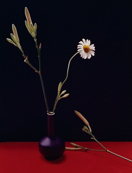 Horst, Marguerite and Day Lily Buds