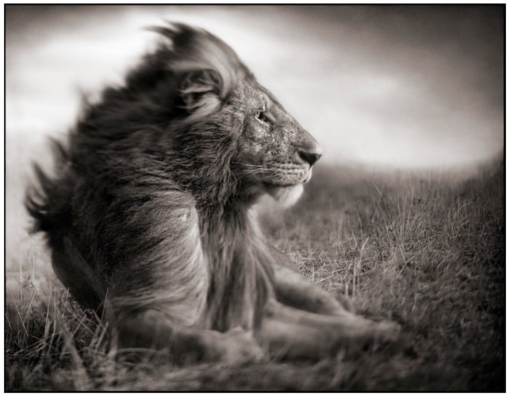 Nick Brandt, Lion Before Storm II (Sitting Profile), Maasai Mara, 2006