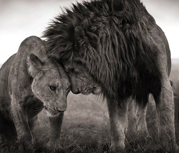 Nick Brandt, Lions Head to Head, Maasai Mara, 2008