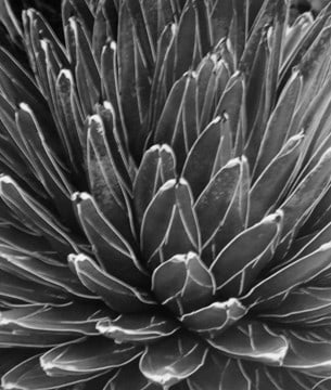Horst P. Horst, Victoria Regina Agave, 1945