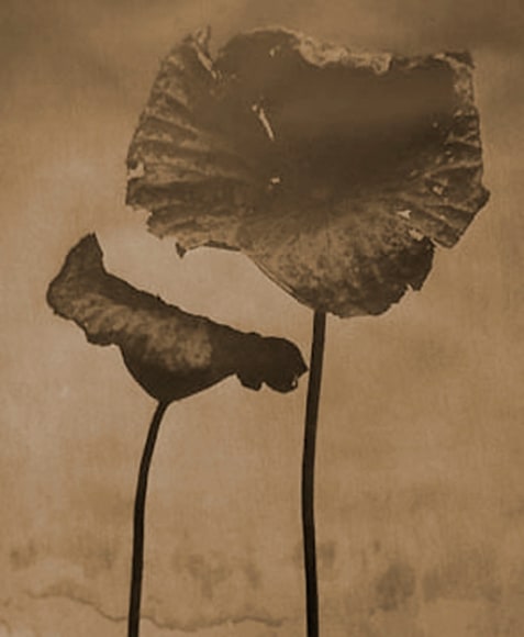 John Stewart, Double Lotus A, 1996