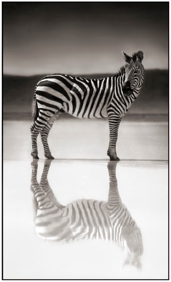 Nick Brandt, Zebra on Lake, Ngorongoro Crater, 2005