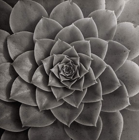 Horst, Aednium Holochrrysum, 1945