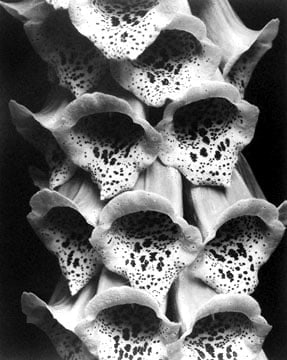 Edward Steichen, Foxgloves, France 1926