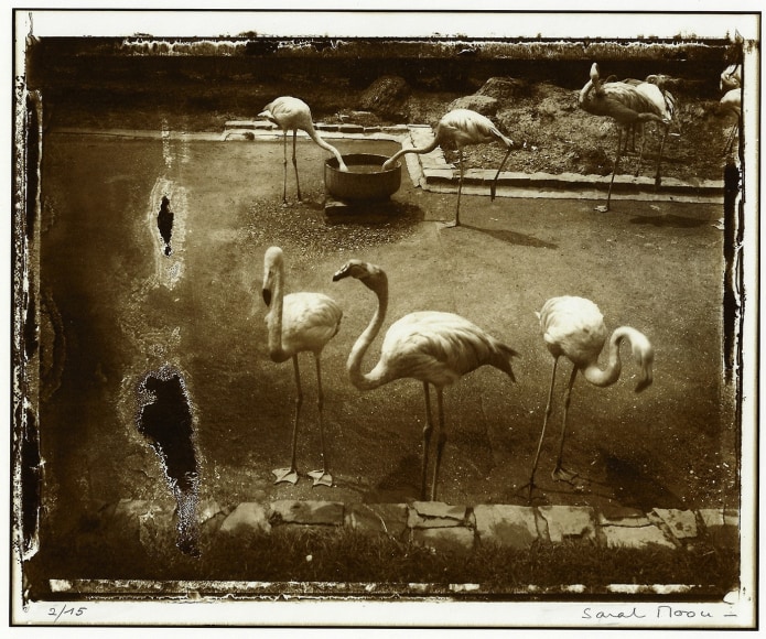 Sarah Moon, Les oiseaux d'Anvers, 1990