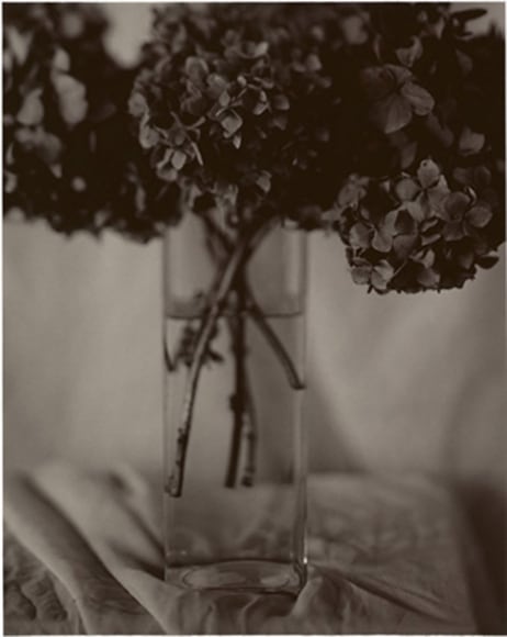 Firooz Zahedi, Hydrangeas, 1997