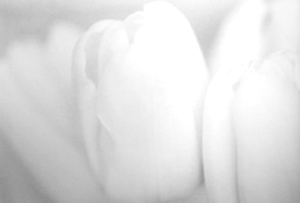 Rudi Molacek, Tulips 10, New York, 1990