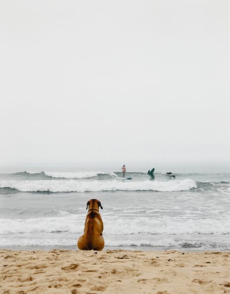 Michael Dweck, Surf Dog, Montauk, New York, 2002