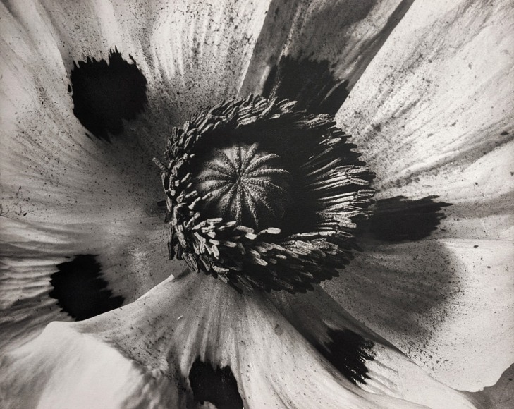 Horst, Papaver Orientale (Oriental Poppy), 1945