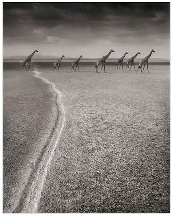 Nick Brandt, Giraffes with Migration Trail, Amboseli, 2007