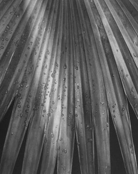 Horst P. Horst, Pritchardia Gaudichaudi (Palm Leaf), 1945