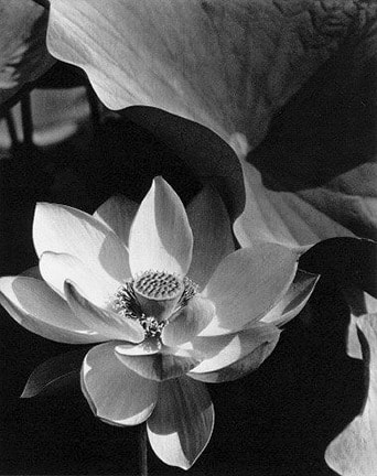 Edward Steichen, Lotus, Mt Kisco, New York 1915
