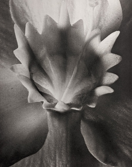 Horst, Encharis Grandiflors, 1945