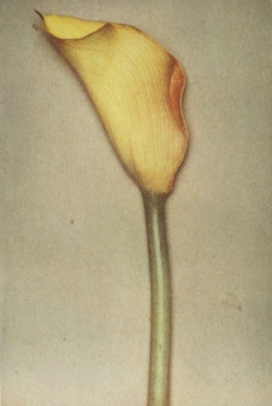Sheila Metzner, Calla, 2000
