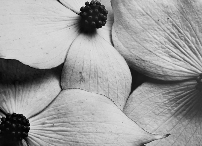 Horst, Cornus Kousa (Dogwood), 1945