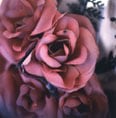 Amanda De Cadenet, Roses, Mexico, 1998