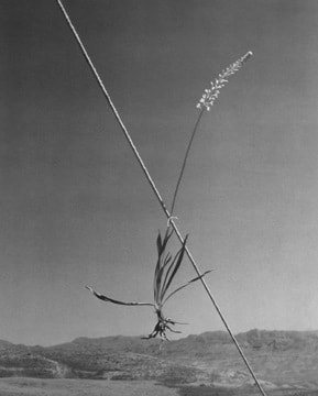 Horst P. Horst, Ashodel on a Tent Guy, Quradaq, Iran, 1949