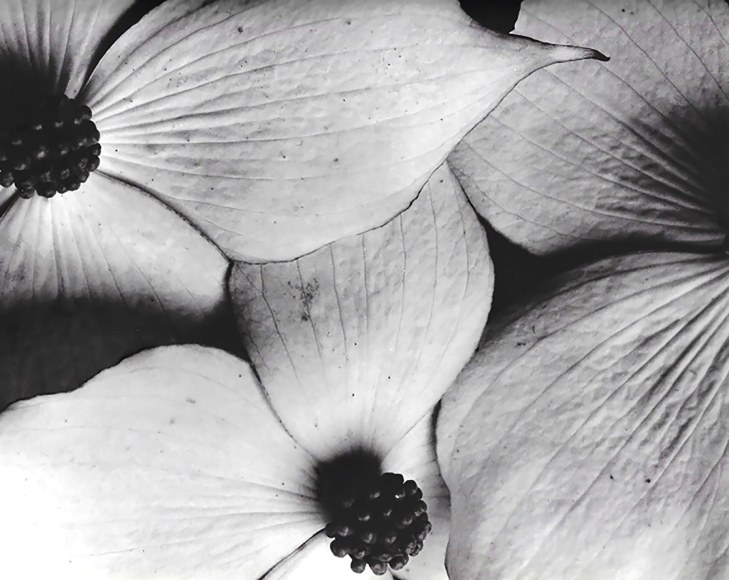 Horst, Cornus Kousa, 1945