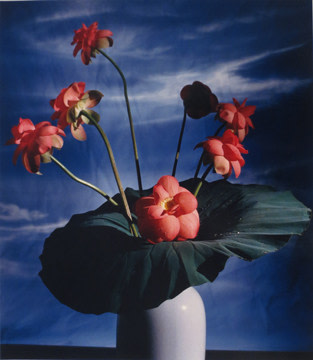 Horst P. Horst, Lotus Blossom