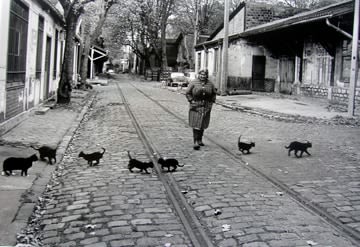 Robert Doisneau, Les Chats de Bercy, 1985