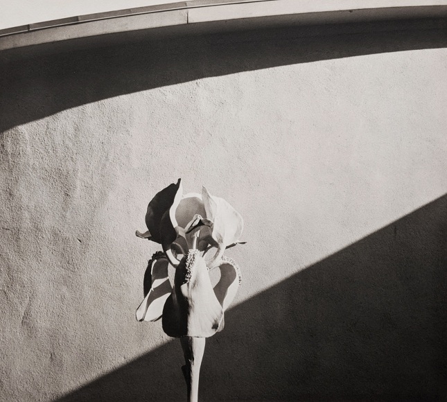 Horst, Iris Papier Mache, Oyster Bay, New York, 1967
