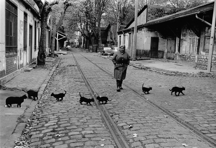 Robert Doisneau, Les Chats de Bercy, 1985