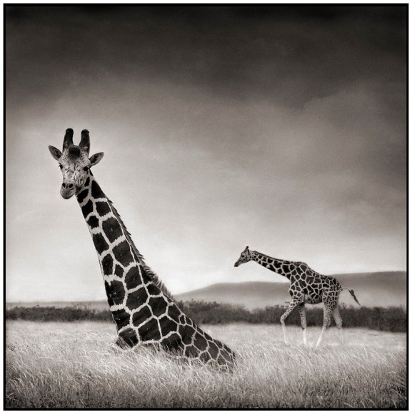 Nick Brandt, Sitting Giraffe, Aberdares, 2000