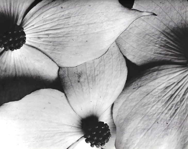 Horst, Cornus Kousa, 1945