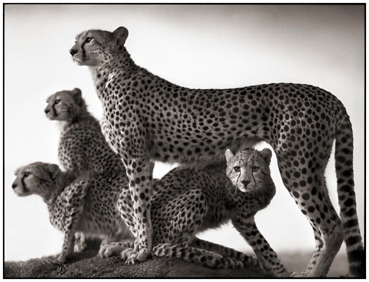 Nick Brandt, Cheetah & Cubs, Maasai Mara 2003
