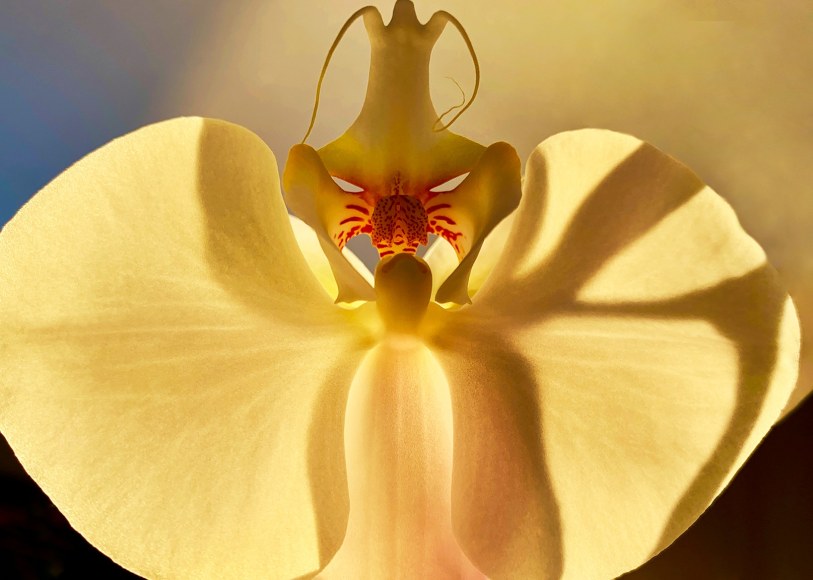 Joel Grey, Orchid (Gold), circa 2018