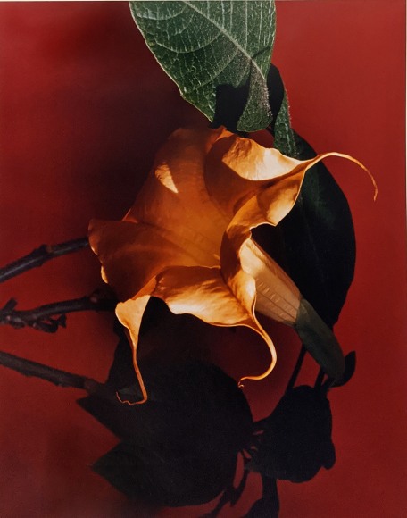 Horst, Datura (Trumpet Flower)