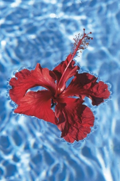 Isabella Ginanneschi, Liquid Bliss, 1993