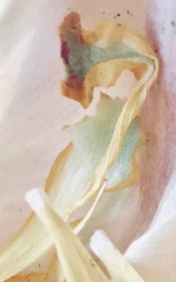 Joel Grey, X-Ray, circa 2018