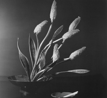 Horst P. Horst, Kniphofia (Red Hot Poker – Torch Lily), New York, 1957