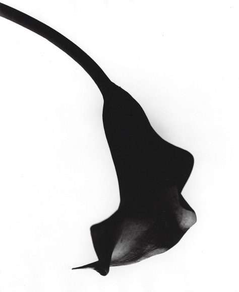 Len Prince, Orange Lily, New York City, 1994