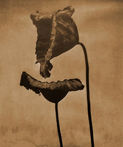 John Stewart, Double Lotus D, 1996