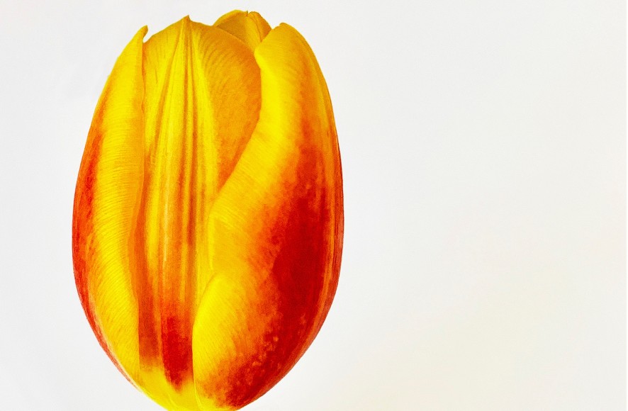 Joel Grey, Tulip, circa 2018