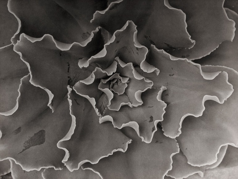 Horst, Echeveria Gibbiflora Crispa, 1945