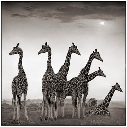 Nick Brandt, Giraffe Fan, Aberdares, 2000