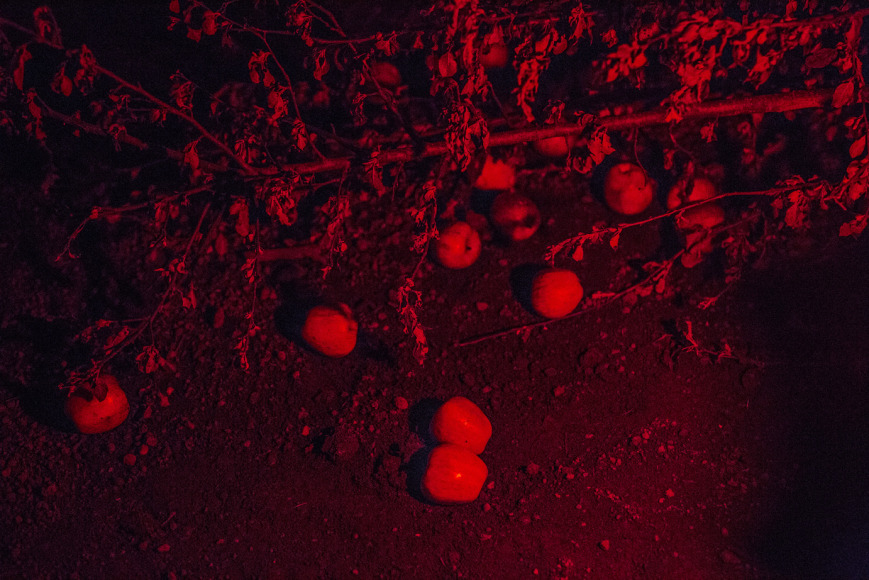 terence koh: bee chapel