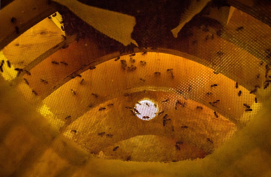 terence koh: bee chapel