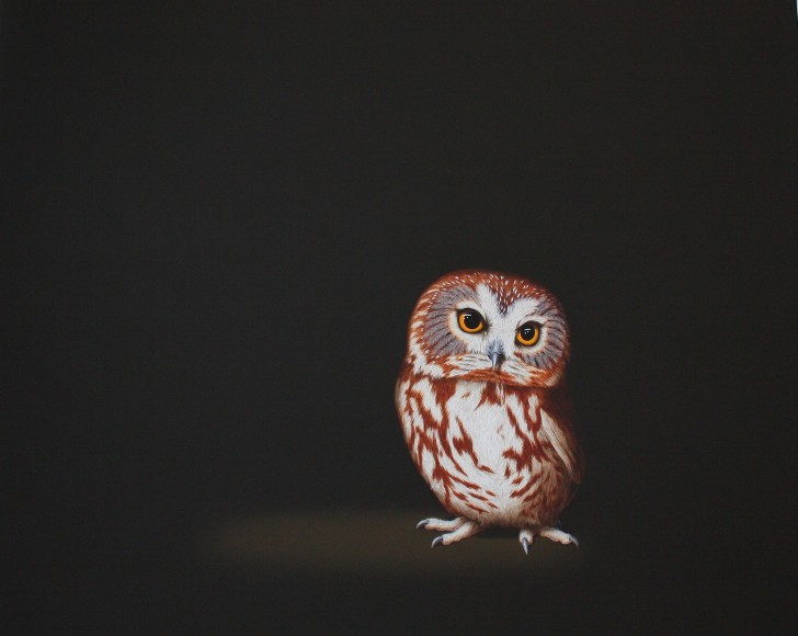 Isabelle du Toit, Saw Whet Owl, 2013