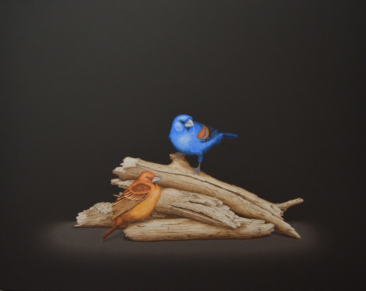Isabelle du Toit, Blue Grosbeaks, 2024