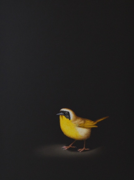 Isabelle du Toit, Yellowthroat, 2020